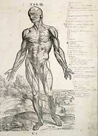Ilustrações médicas Andreas Vesalius