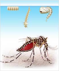 Ilustrações médicas do ciclo do mosquito Aedes-Aegipty, para matéria sobre prevenção sanitária e sintomas da dengue hemorrágica, para revista médica sobre saúde