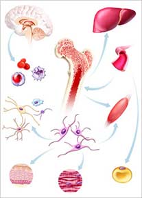 Células-tronco e medula óssea, ilustrações médicas para folheto, anúncio e cartaz