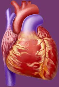 Ilustrações médicas Veias e artérias do coração