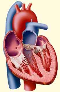 Ilustrações médicas realistas da estrutura do coração em corte para livro didático