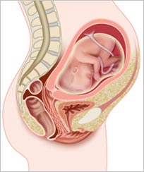 Embrião durante a gestação - ilustrador médico