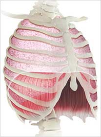 Diafragma e respiração. Ilustrações médicas do corpo humano para livro didático