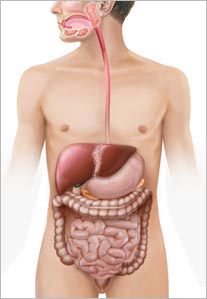 Sistema Digestório ou digestivo. Desenho para livro didático
