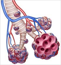 Ilustração bronquios do sistema respiratório.