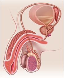Sistema respiratório do corpo humano. Ilustração em raio-X do sistema respiratório, com brônquios e pulmões