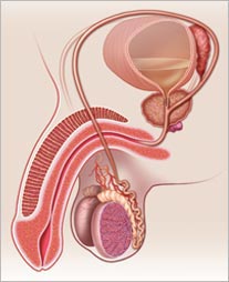 Sistema respiratório do corpo humano. Ilustração em raio-X do sistema respiratório, com brônquios e pulmões