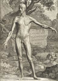 Ilustrações médicas por Bernhard Siegfried Albinus