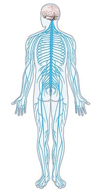 Ilustrações médicas sitema nervoso