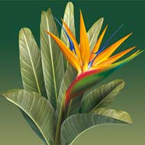 Ilustração Flor helicônia, ilustrada em 3D para campanha Besni.